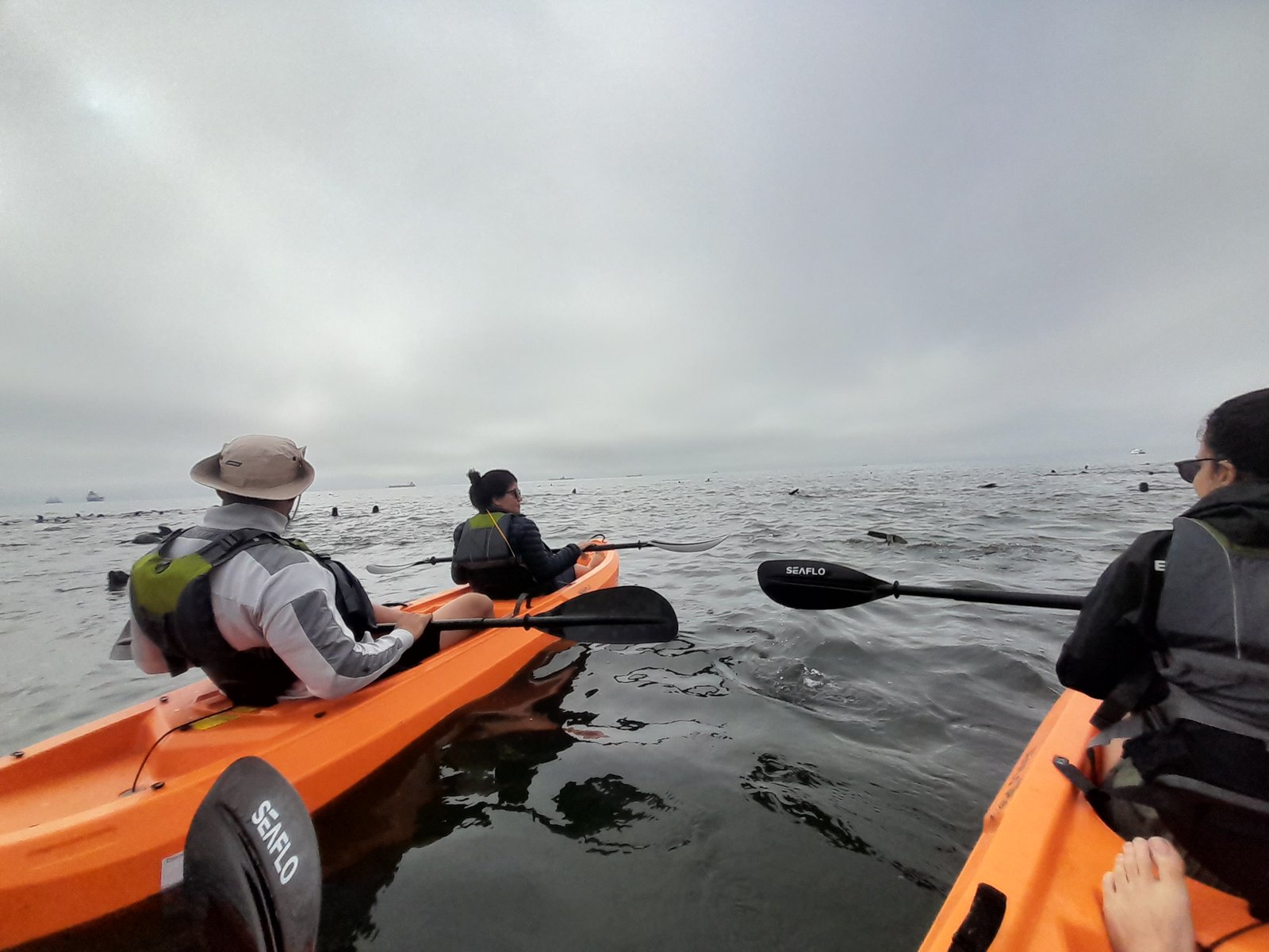 Seal Kayaking Adventure in Namibia - Dominus Dune Tours
