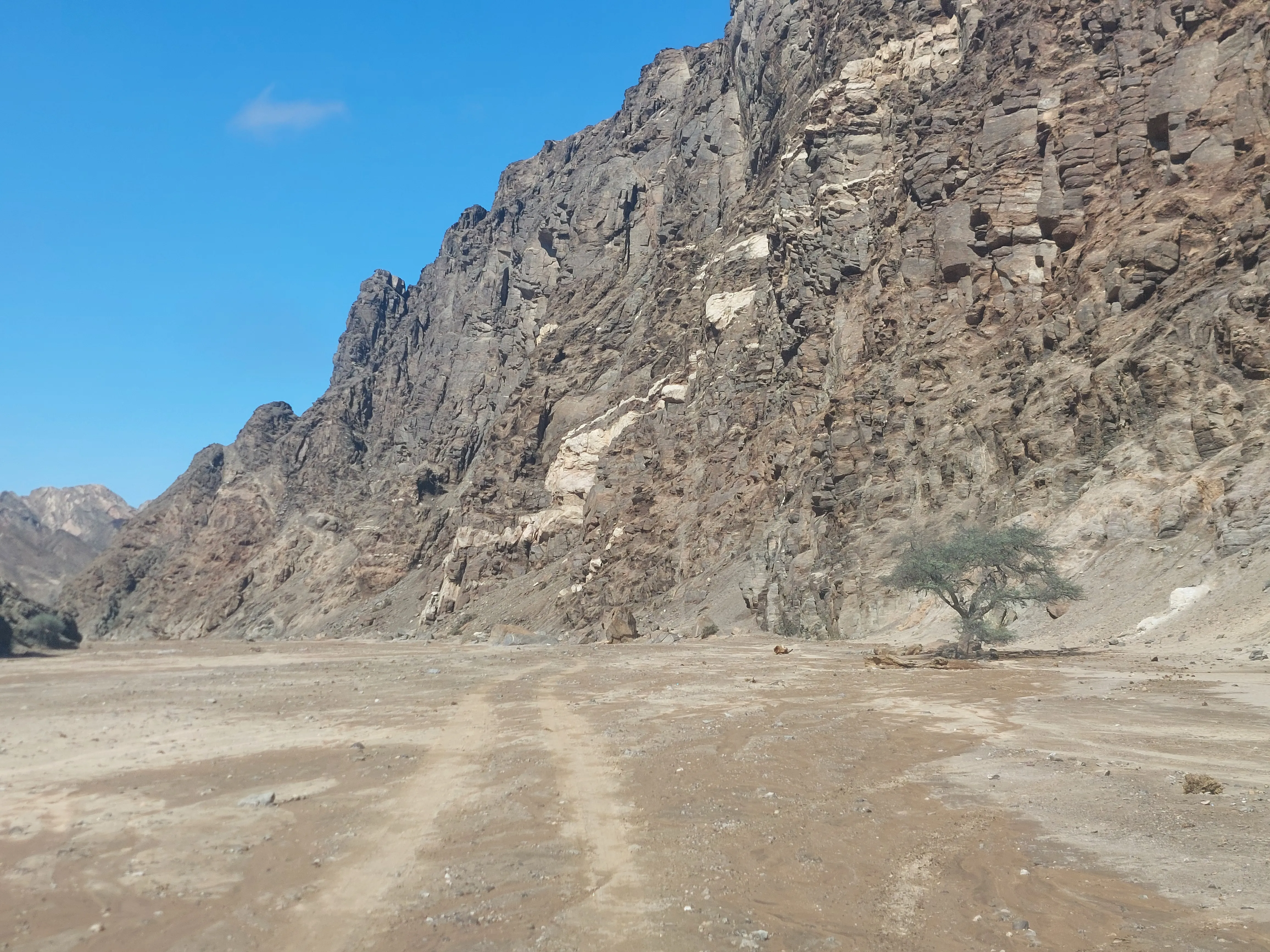 Ancient Welwitschia plants in Moon Valley Namib Desert - Dominus Dune Tours