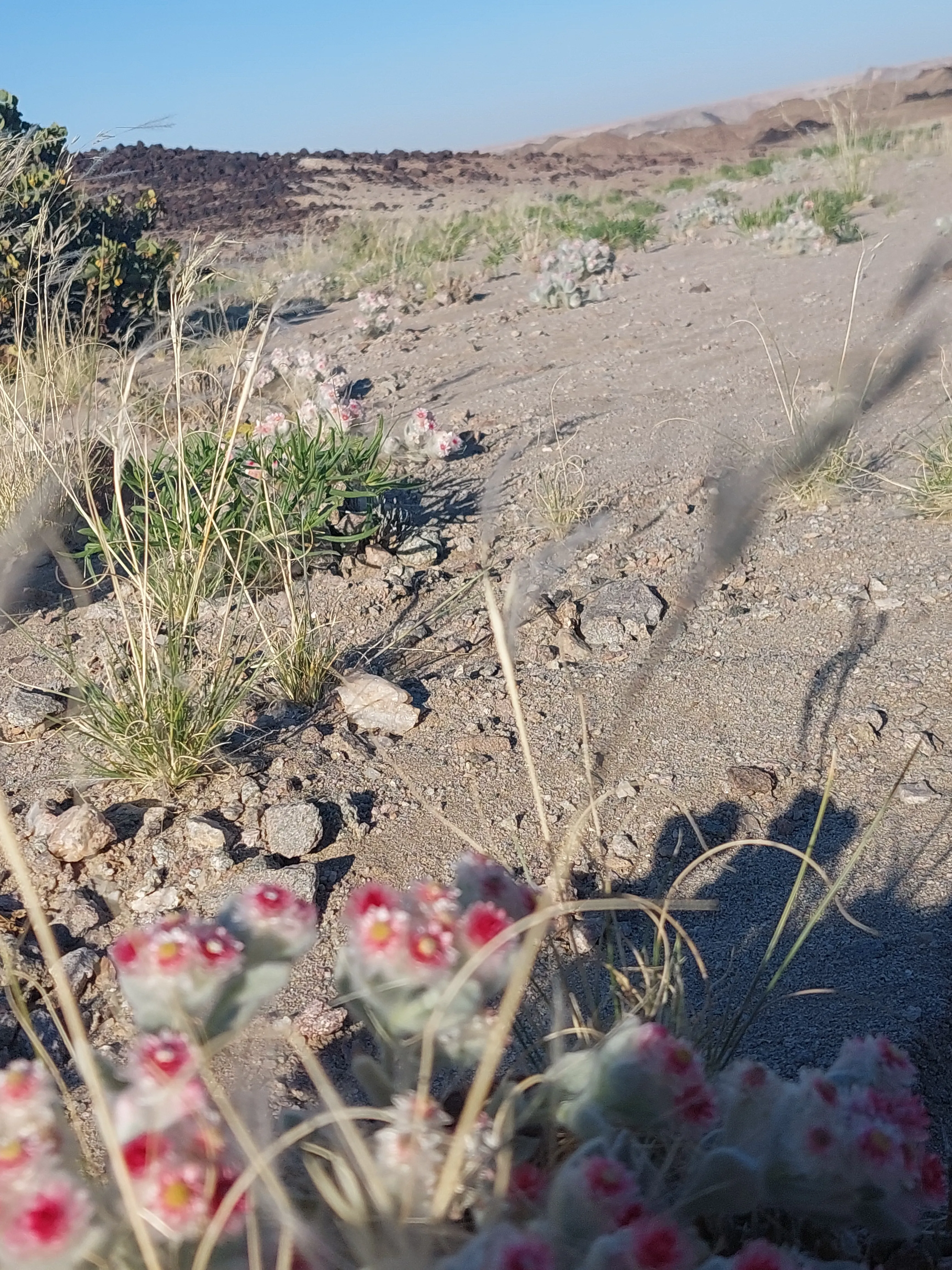Sand dunes and plains of Moon Valley desert Namibia - Dominus Dune Tours