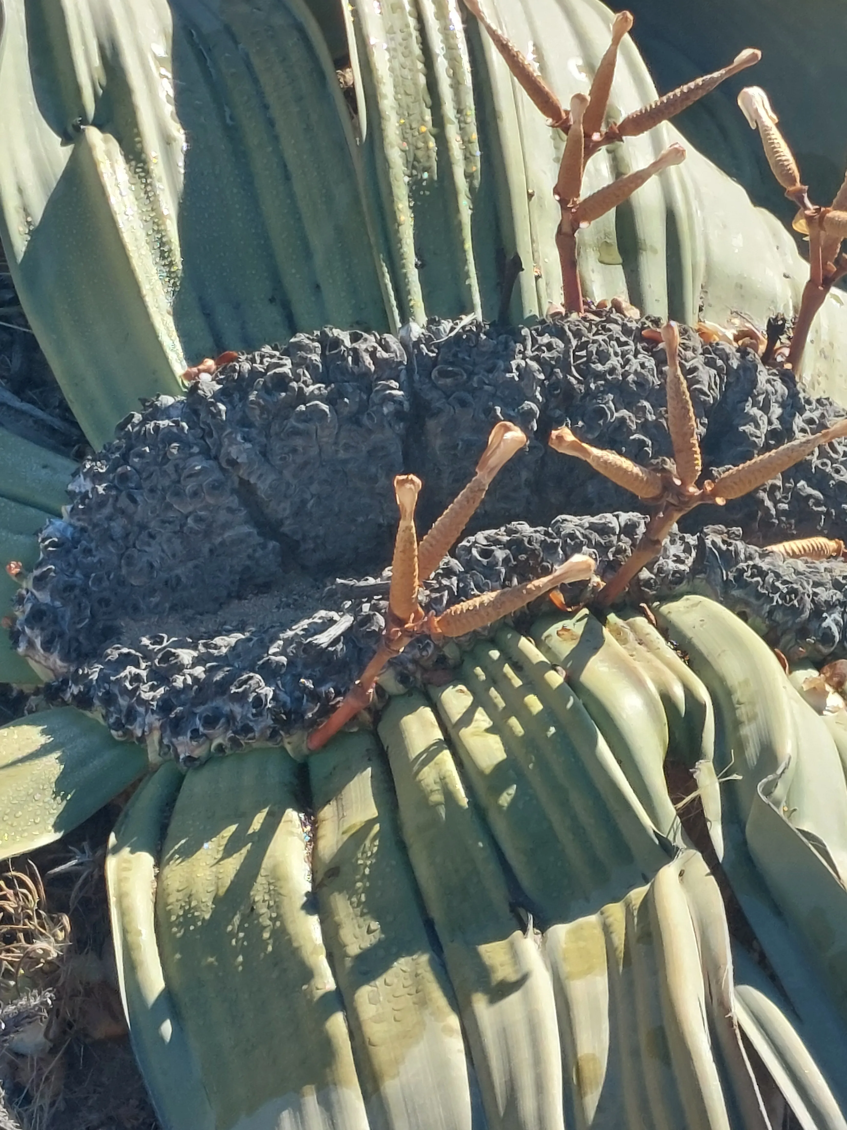 Nature and wildlife in Moon Valley desert dunes Namibia - Dominus Dune Tours