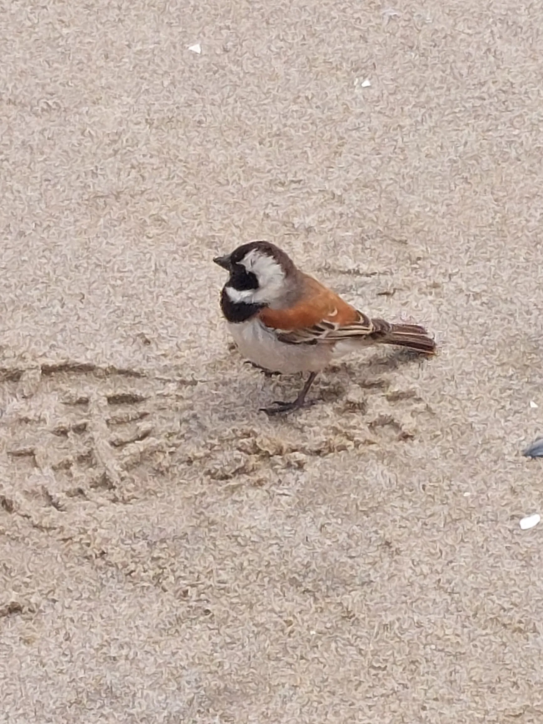 Birds flying over the coastal dunes at Sandwich Harbour, Namibia wildlife tour