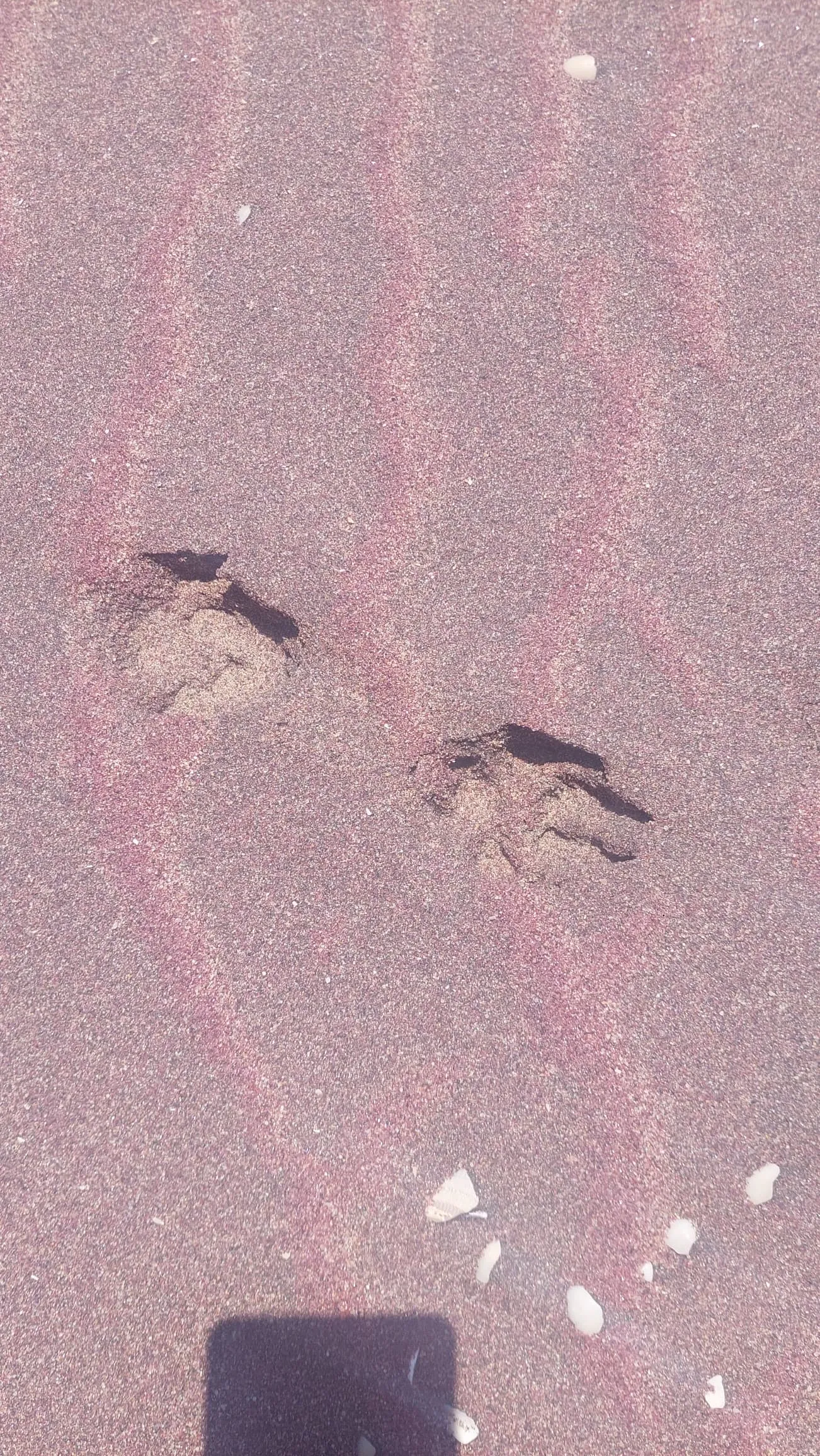 Wildlife sighting of springbok in the Namib Desert near Sandwich Harbour during guided tour